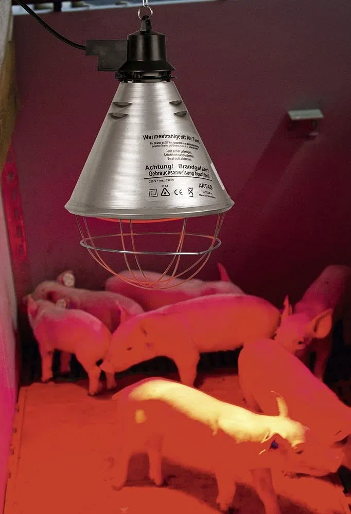Kerbl - Kit Lampada a Raggi Infrarossi Riscaldante da 250 W + Riflettore Portalampada con Griglia di Protezione, Catena per Il Fissaggio e Cavo da 2.5m