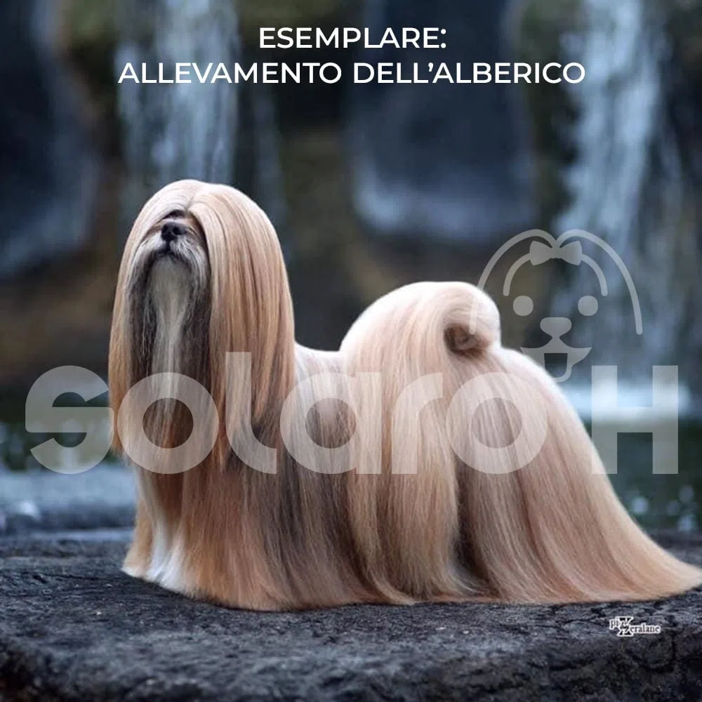 Solaro H | Shampoo per Cani e Gatti Ultra Soft Delicato, Districante, Nutriente per Manti Lunghi 500ml | Made in Italy