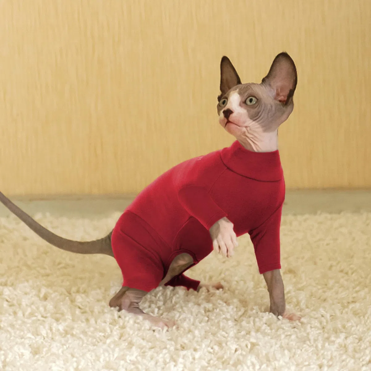 Maglione per gatti, tuta per recupero gatti, maniche lunghe e pancia aperta (rosso, M)
