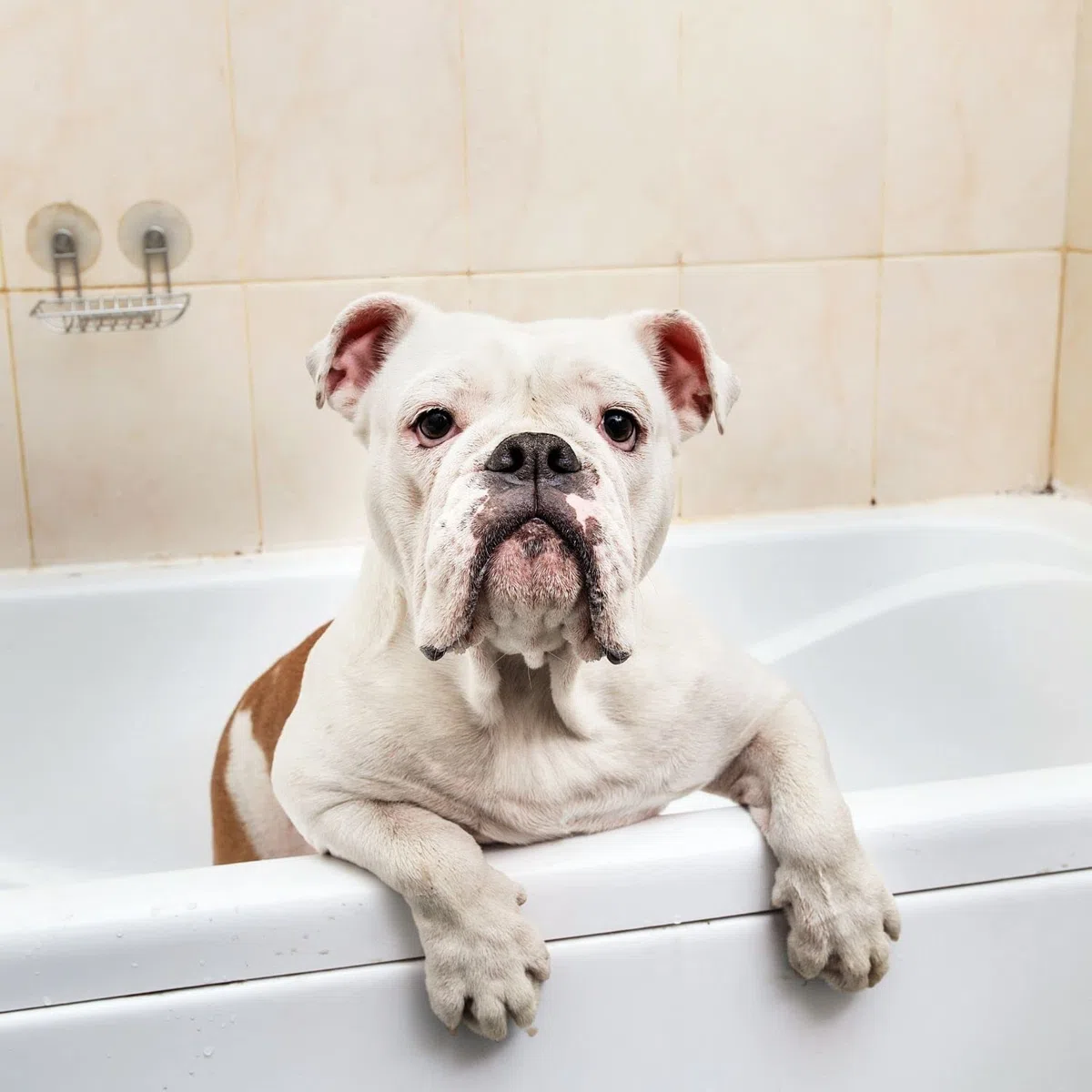Bálsamo Caviar - Crema y Acondicionador para Perros - 300 ml - Contribuye a Mantener Una Hidratación Adecuada del Manto - Artículos de Higiene para Perros - Ideal para Competiciones - IV San Bernard