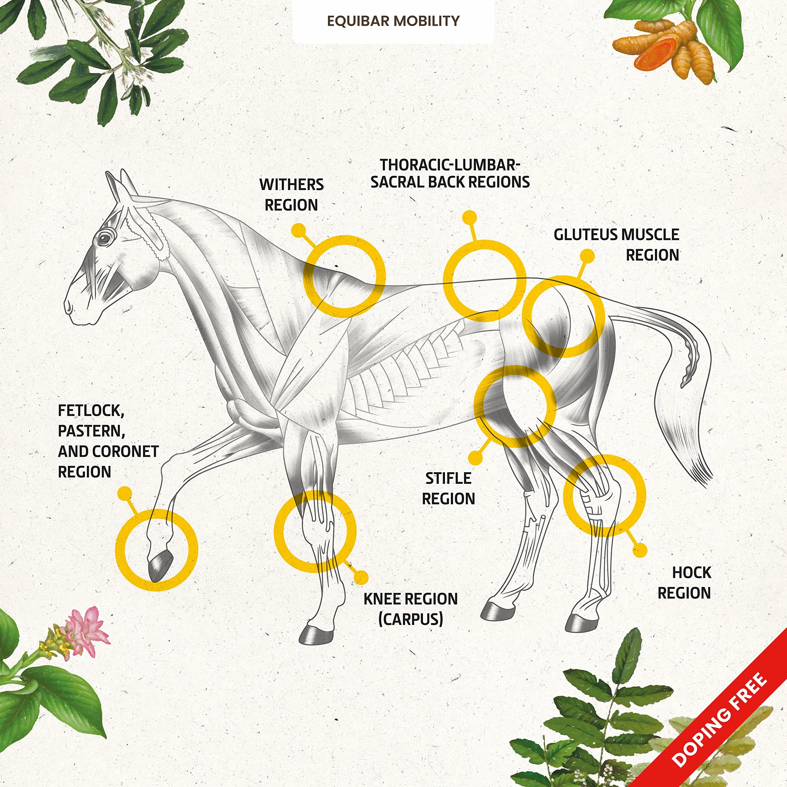 EQUIBAR Mobility: barretta naturale per il supporto di muscoli e articolazioni del cavallo - 700 gr