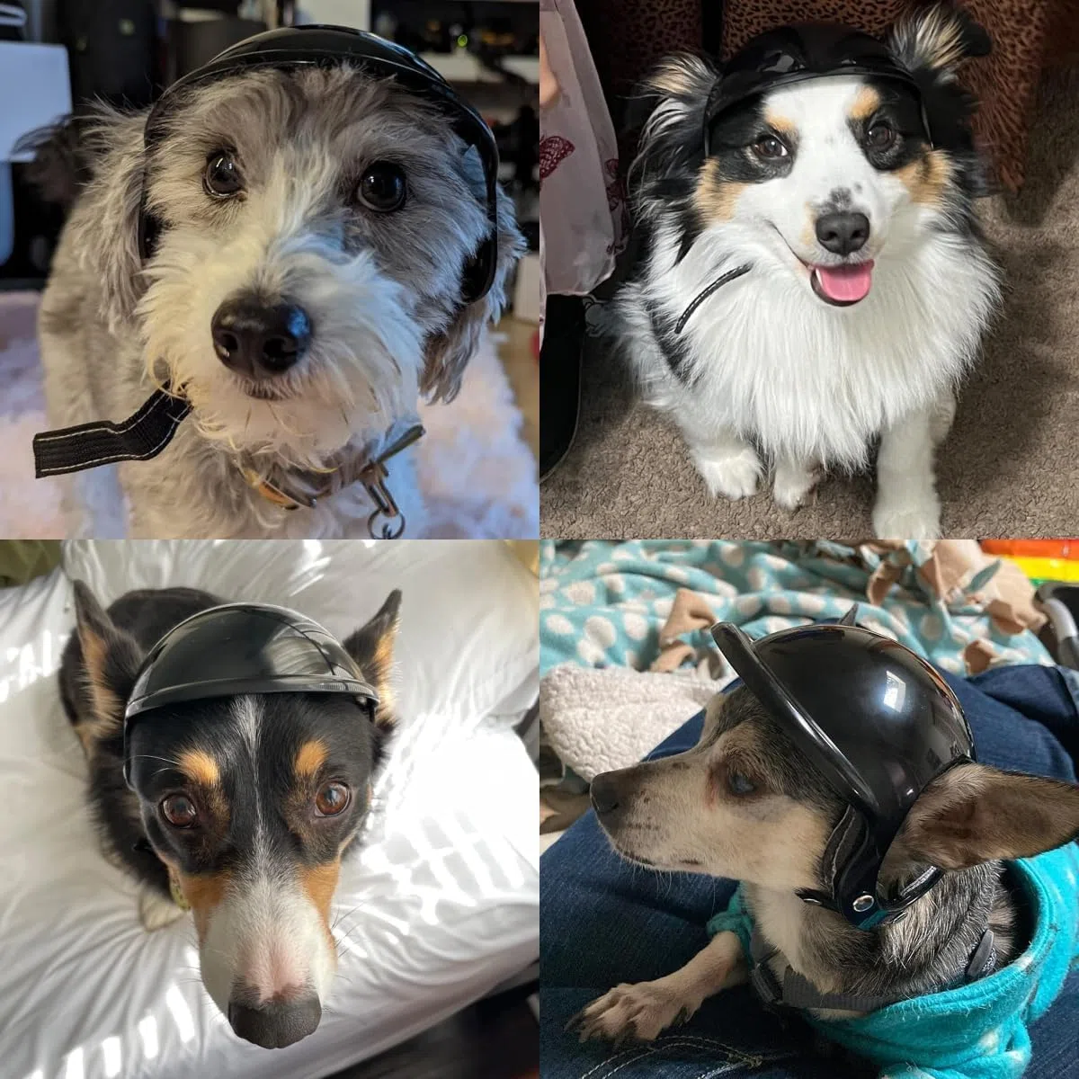 Piccolo casco per cani con fori per le orecchie, regolabile e robusto, per attività all'aperto, moto, bicicletta, nero, S