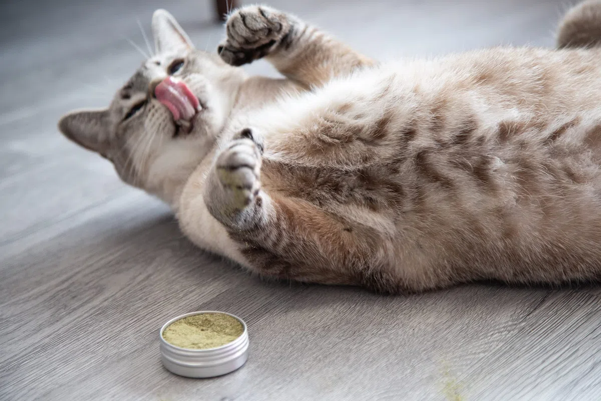 Meowy Janes All Natural Magic Cat Play Polvere - Miscela di polvere di erba gatta e Silvervine - Giocattolo per gatti a secco