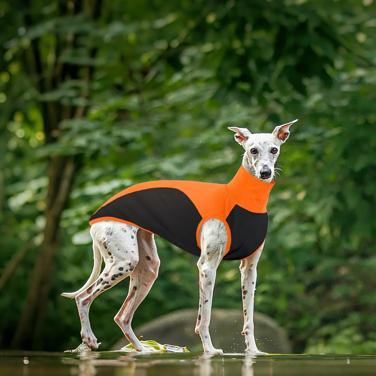 Maglitta Levrieri, Lurcher Maglietta Saluki Felpa Levrieri Gilet Maglietta per Cani con Protezione Solare per Attività All'aperto(Arancione, L)
