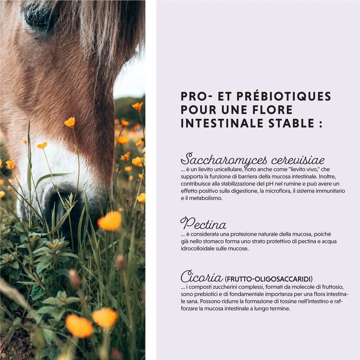 Polvere probiotica per cavalli - 750 g di polvere intestinale con lievito vivo per una flora intestinale sana - Batteri intestinali per la sanificazione intestinale nei cavalli, in caso di feci liquid