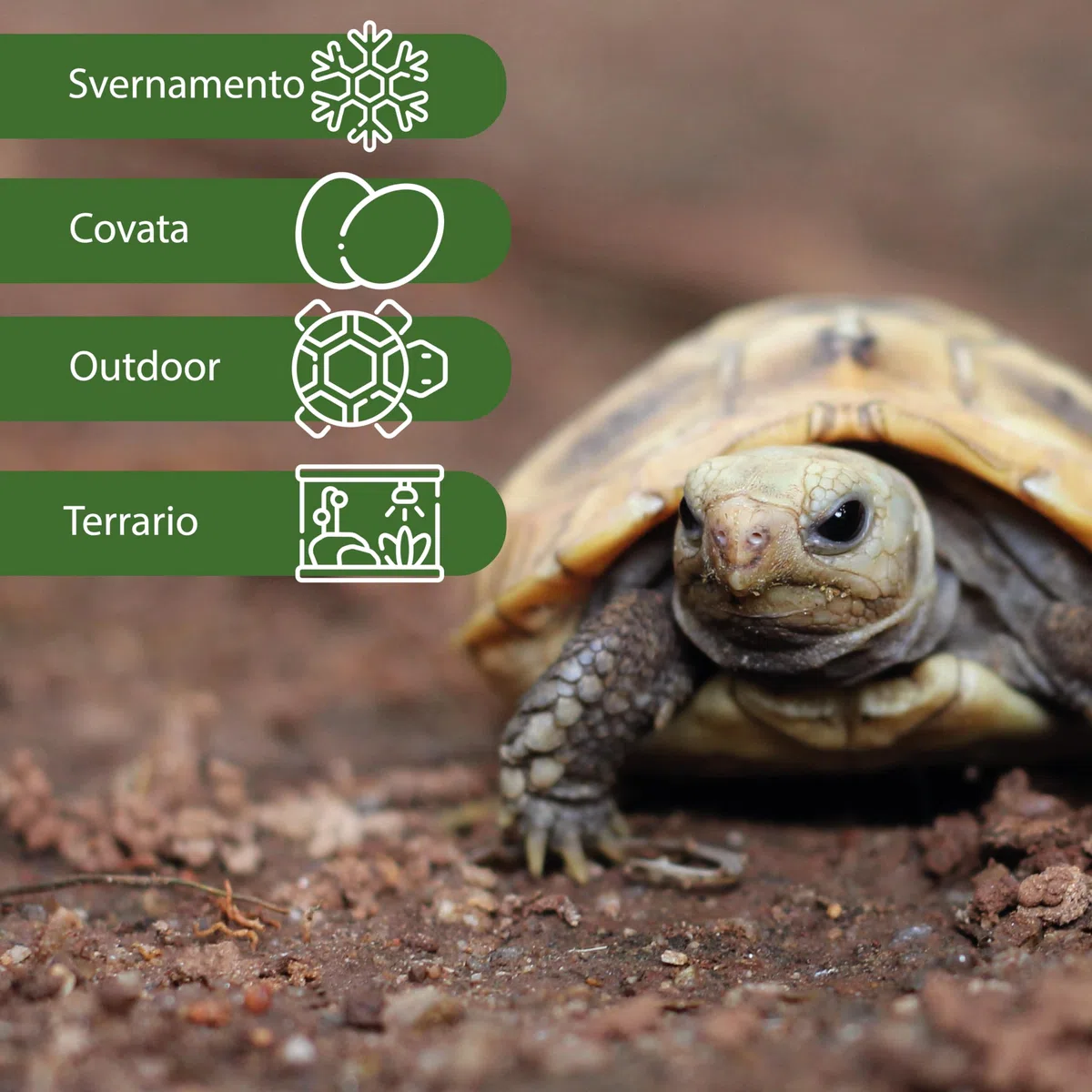 AGRI-CULTURA® | Terra per Tartarughe da Terra 20 L | Substrato specifico per Tartarughe di Terra e terrario.