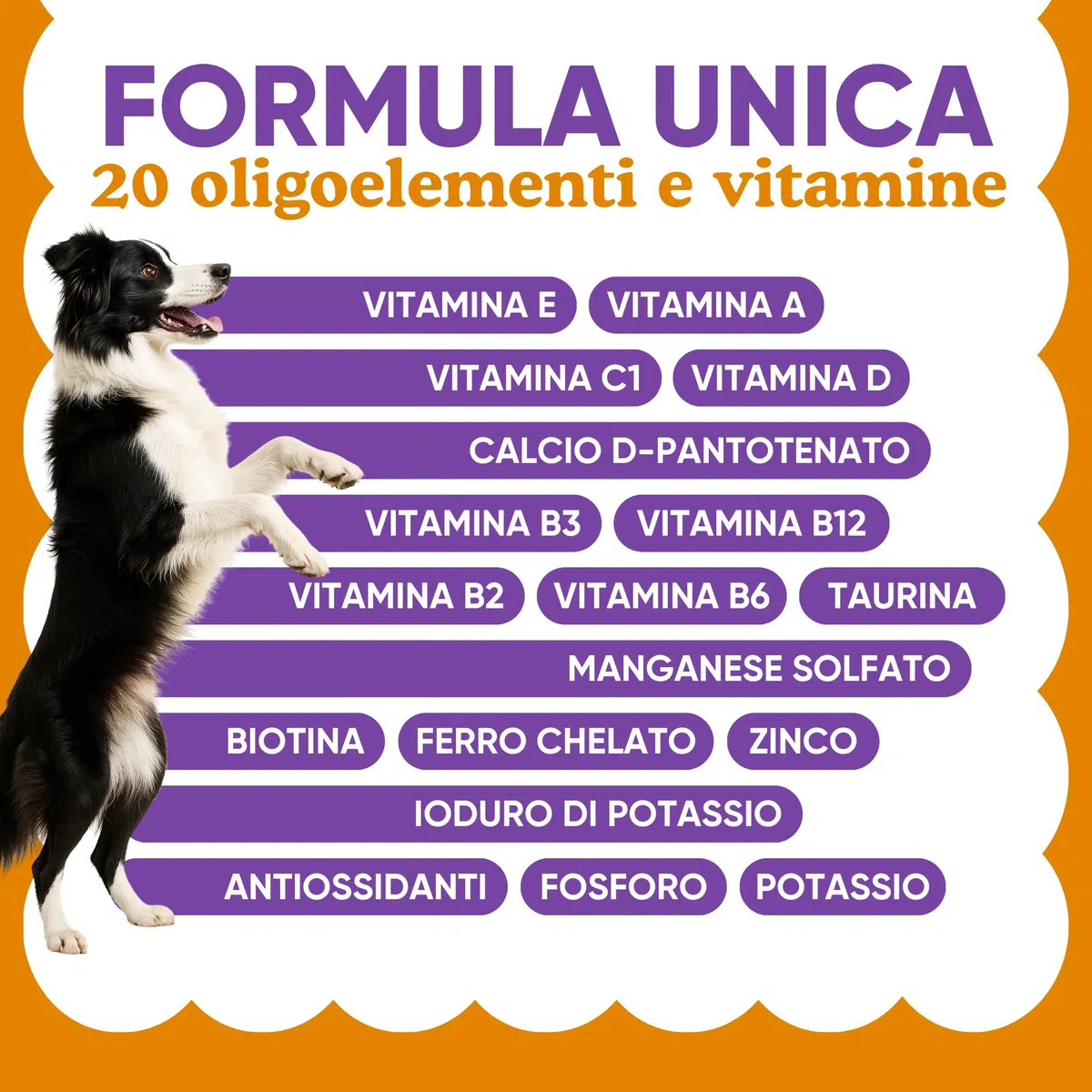 Integratore Multivitaminico Completo 11 in 1 | Integratore per Cani in Polvere (250g) | 20 Vitamine e Minerali e Moringa BIO | Senza Appetizzanti Animali | Dieta Casalinga | Made in Italy - WELLWOOF