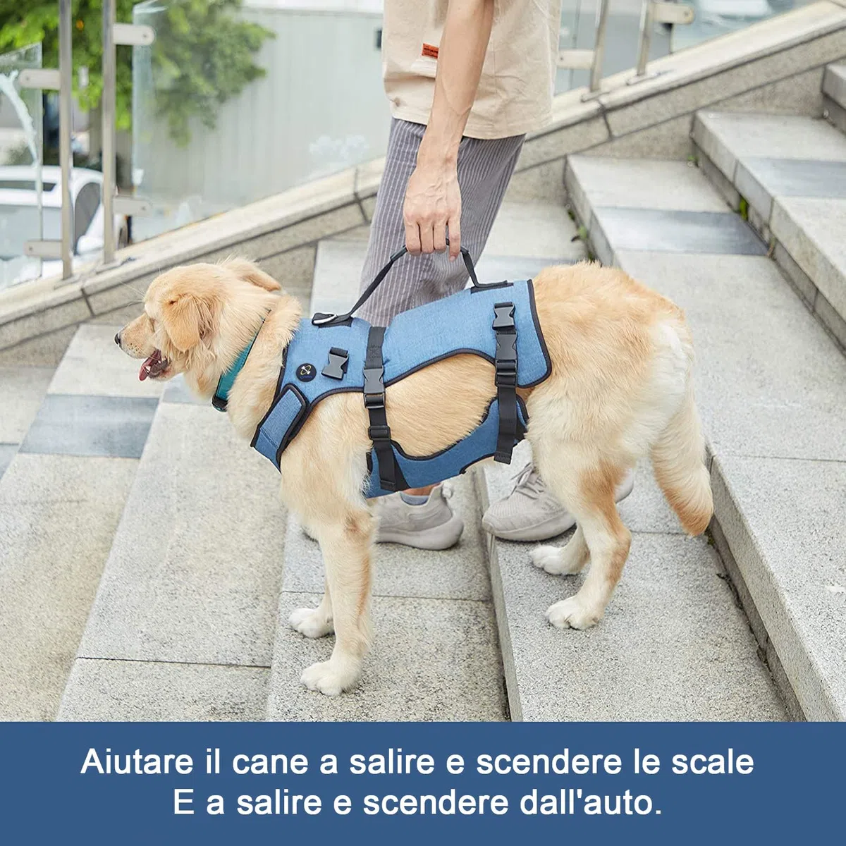 COODEO Imbracatura Sollevamento Cani, Supporto Integrale & Fascia Riabilitazione con Spalline Regolabili/Traspiranti per Cani Anziani, Disabili, con Artrite, Paralisi o Problemi Articolari (blu,M)