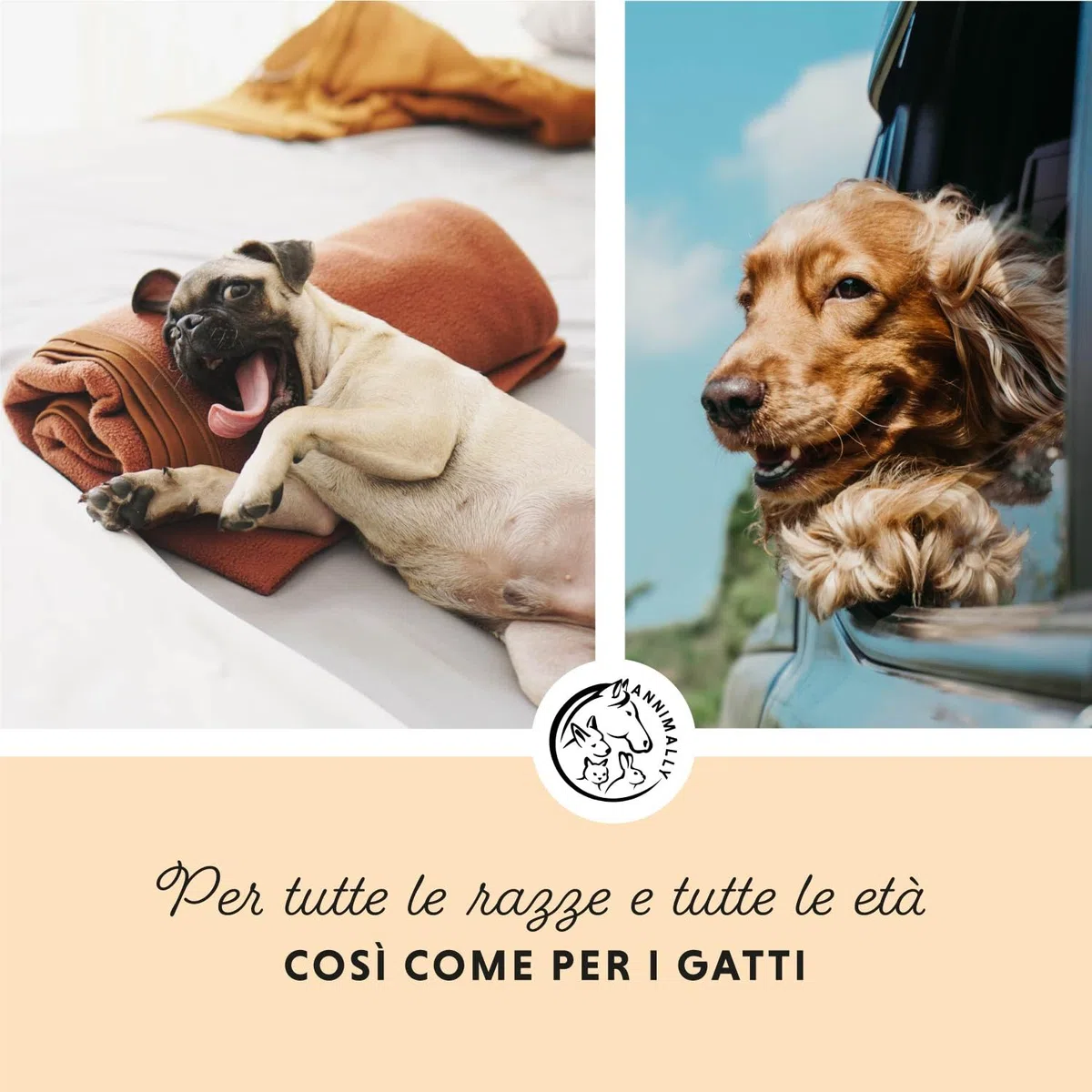 Annimally Olio di Salmone Scozzese per Cani, Gatti e Cavalli 1 Litro - Con il 30% di Acidi Grassi Omega 3 e 6 - Olio di Pesce per Dieta BARF - Prodotto Naturale Puro