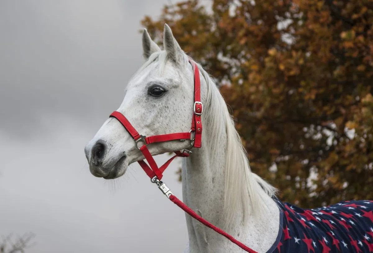 Start Cavezza Cavallo regolabile – Cavezza in nylon con imbottitura – Dimensioni: pony, Cob, sangue caldo – Confortevole e robusto – Cavezza per stalla e salice (rosso, Full)