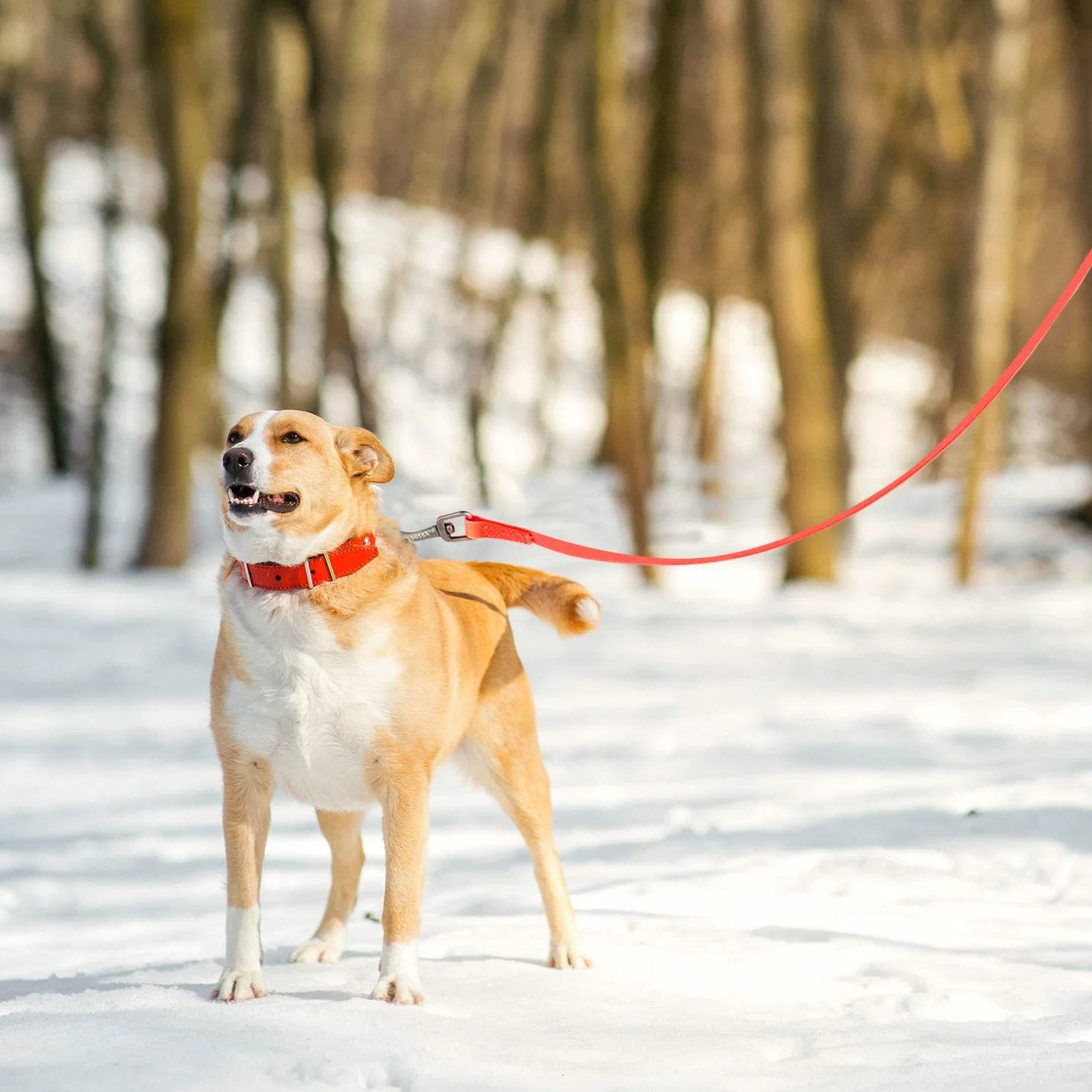 Toozey Guinzaglio da Addestramento Impermeabile per Cani, 5m/10m/15m/20m – Lunga, Robusta e Resistente con Maniglia e Moschettone, Perfetta per Cani di Taglia Piccola e Grande, Arancione Neon