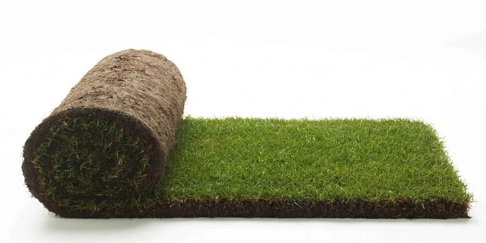 GreenZolla - L' Originale Lettiera per Cani in Erba Vera Naturale, Traversina 100% Naturale, Cuccia per Gatti in Vero Prato, Zona Gioco e relax per Animali Misura Maxi
