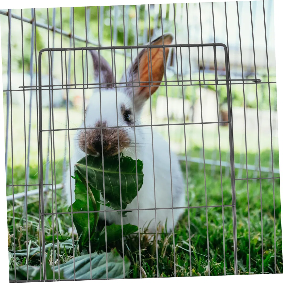 Porta per Gabbia Animale Domestico in Ferro Nero, Facile da Smontare e Stabile, per Cuccia per Cani e Gabbie per Criceti