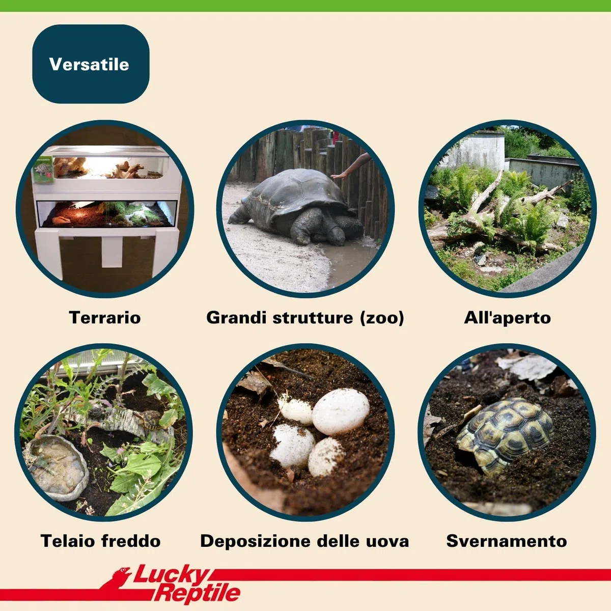 Lucky Reptile 65131 - Terriccio di substrato per tartarughe da terra, 20 litri, Pesca, Brown