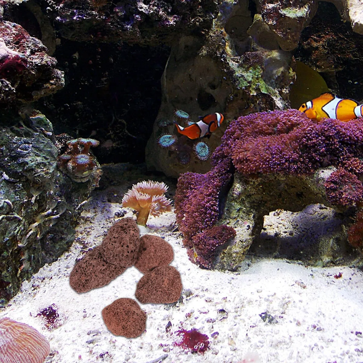 iplusmile Rocce Vulcaniche per Acquario 6X6X6 Cm Materiale Filtrante Naturale per Acqua E Marina Pietre Laviche per Filtro E Decorazione Subacquea per Serbatoio di Pesce