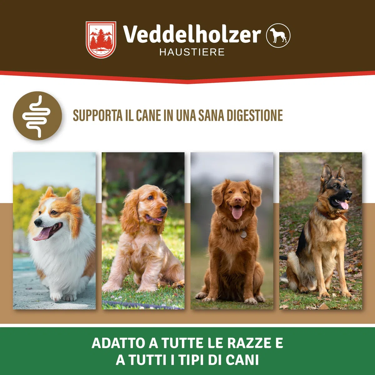 Veddelholzer cane tratta probiotici spuntino digestivo per cani accessori costruire flora intestinale tratta come integratore alimentare con ingredienti naturali