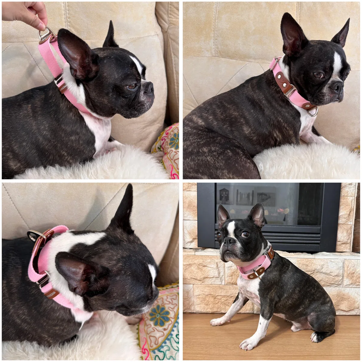 Collari martingala per cani martingala, Anti-strappo, in cotone e pelle. M. Rosa & Cognac.