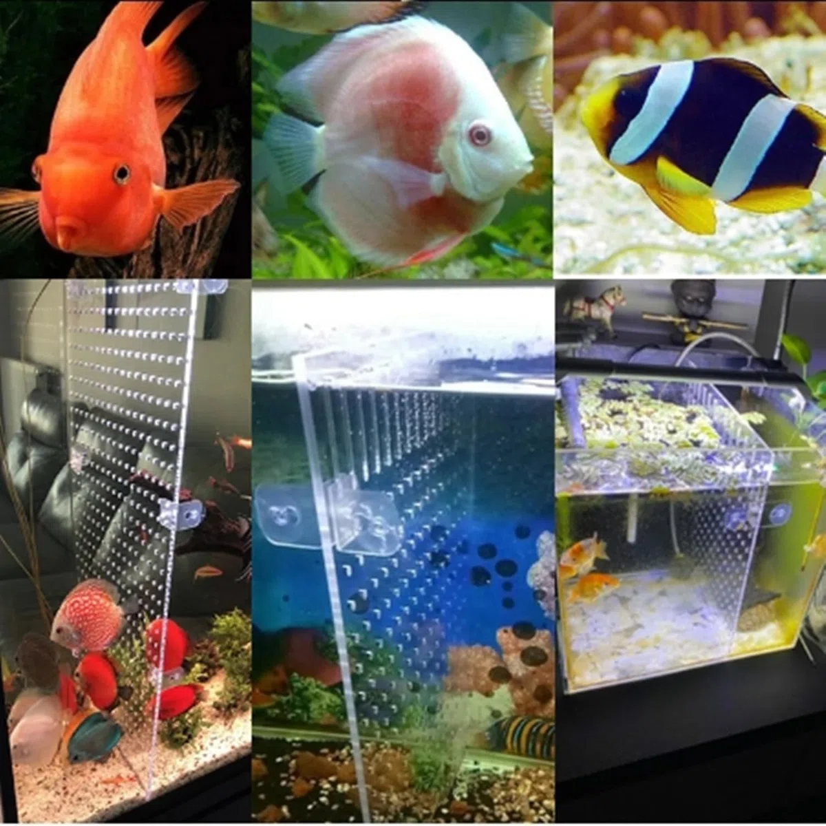 Divisori per Acquario Divisorio per Acquario in Acrilico Separatore per Acquari con Ventose Piatto Separatore di Pesce Trasparente per Acquari (40 x 30 cm)