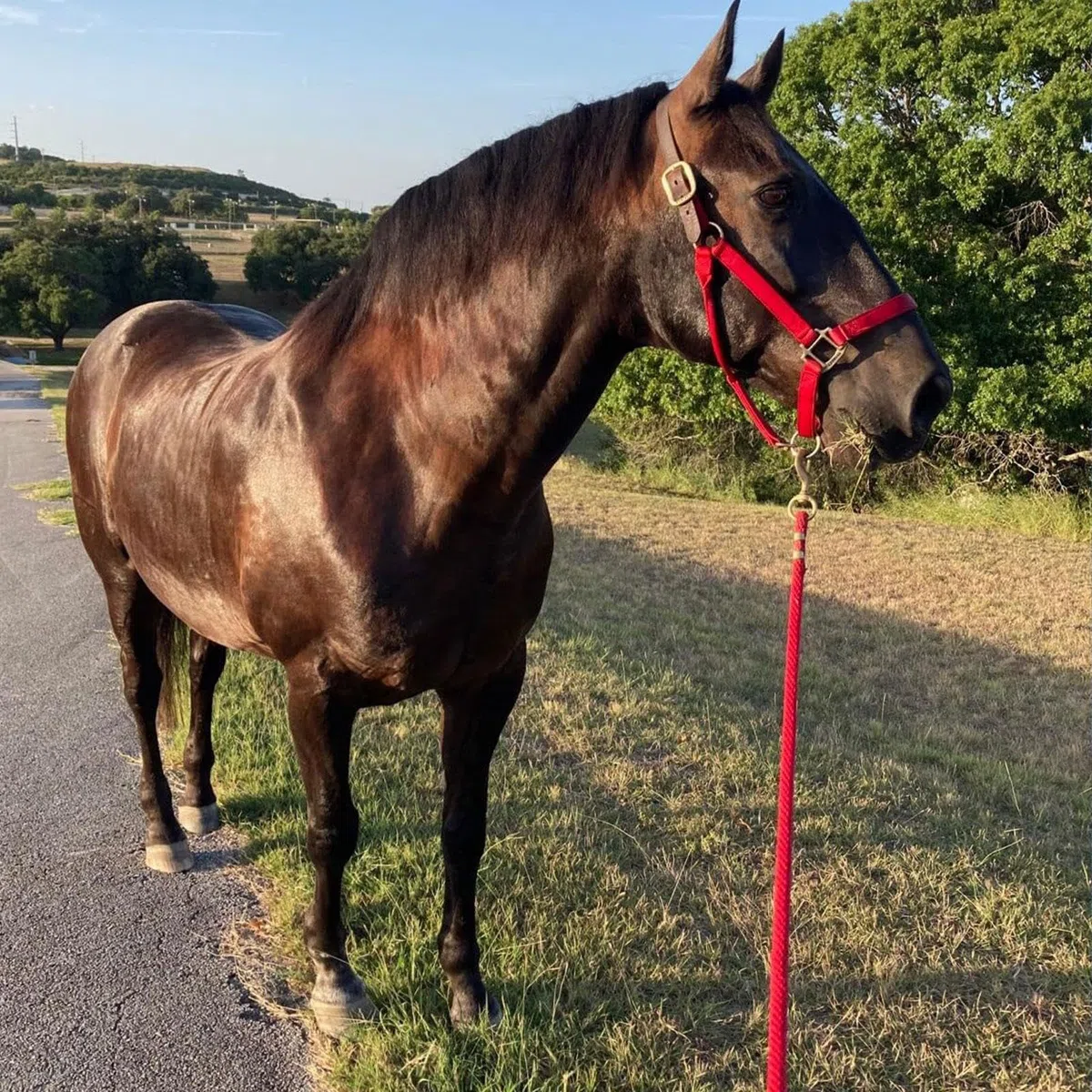 Milageto Corda per Cavallo, longhina per Cavallo, redini Lunghe, Attrezzatura equestre, guinzaglio per Prestazioni equestri, Attacco rapido per Cavezza, Rosso