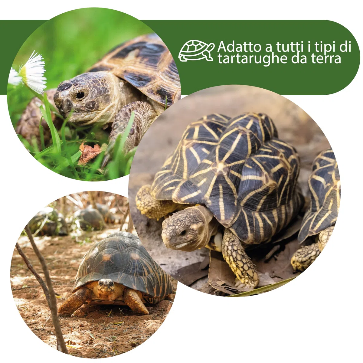 AGRI-CULTURA® | Terra per Tartarughe da Terra 20 L | Substrato specifico per Tartarughe di Terra e terrario.