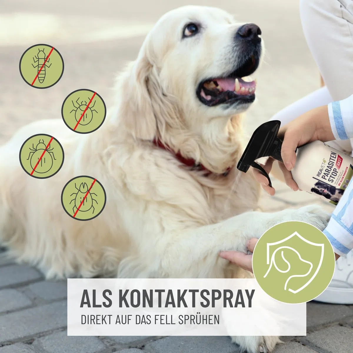 ReaVET Parassiti Stop AKUT – contro tutti i parassiti per cani e ambienti animali, 500 ml, spray per insetti – Protezione affidabile da zecche, pulci, acari, capelli e ectoparassiti