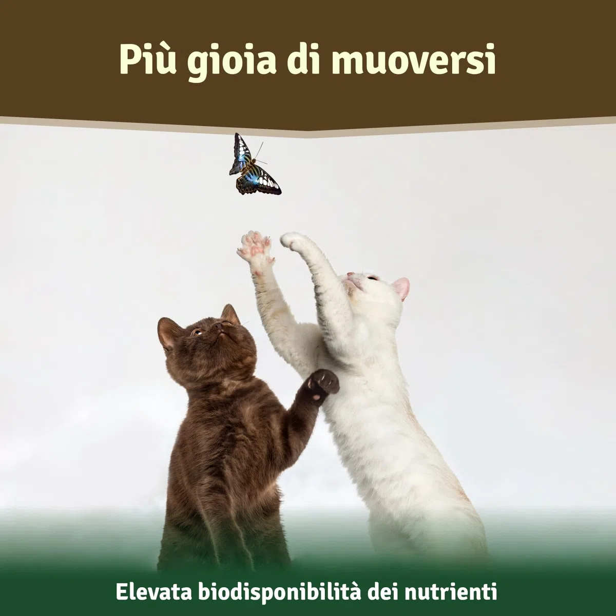 Veddelholzer, polvere naturale – 500g di Estratto di conchiglia verde per cani integratore articolazioni – con elevata accettazione