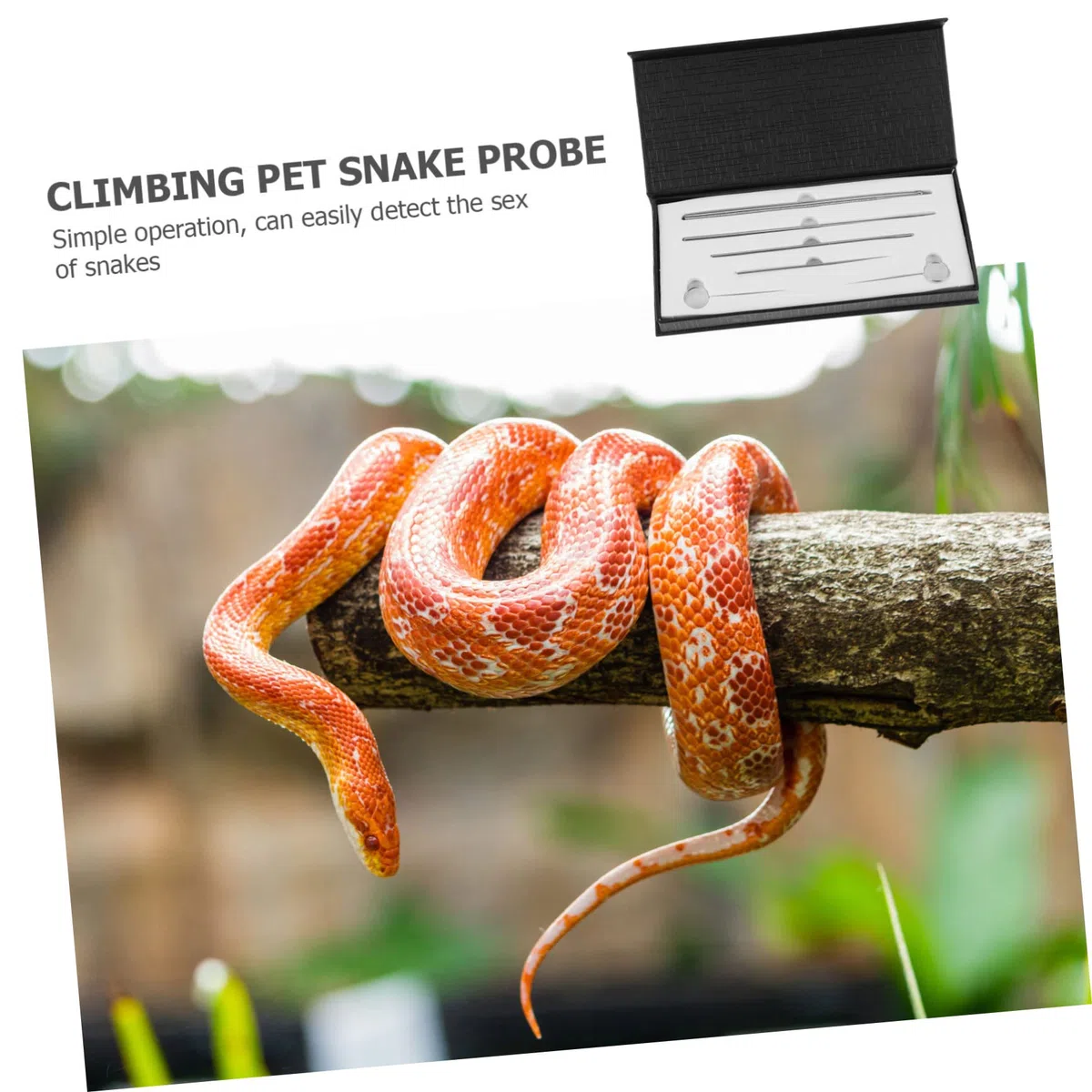 6 Pezzi per Sessaggio dei Rettili Kit Professionale per Serpente Strumento di Rilevamento in Acciaio Inossidabile Design Sfera Liscio Identifica Maschi e Femmine