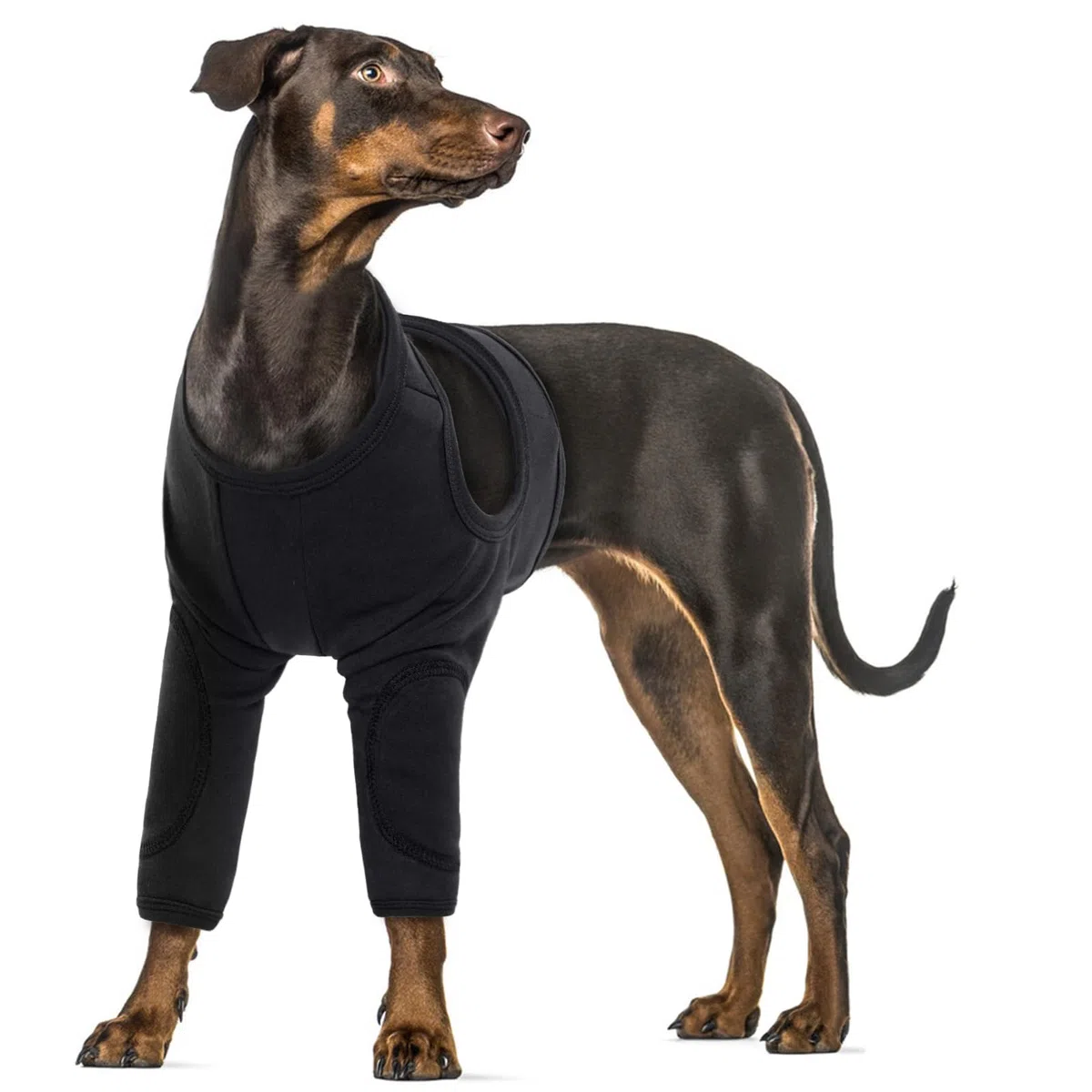Protezione Gomito e Ginocchio Cani, Manica Gambe Con Tutori Protettivi e Giuntura Morbida Imbottita (Nero, 2XL)