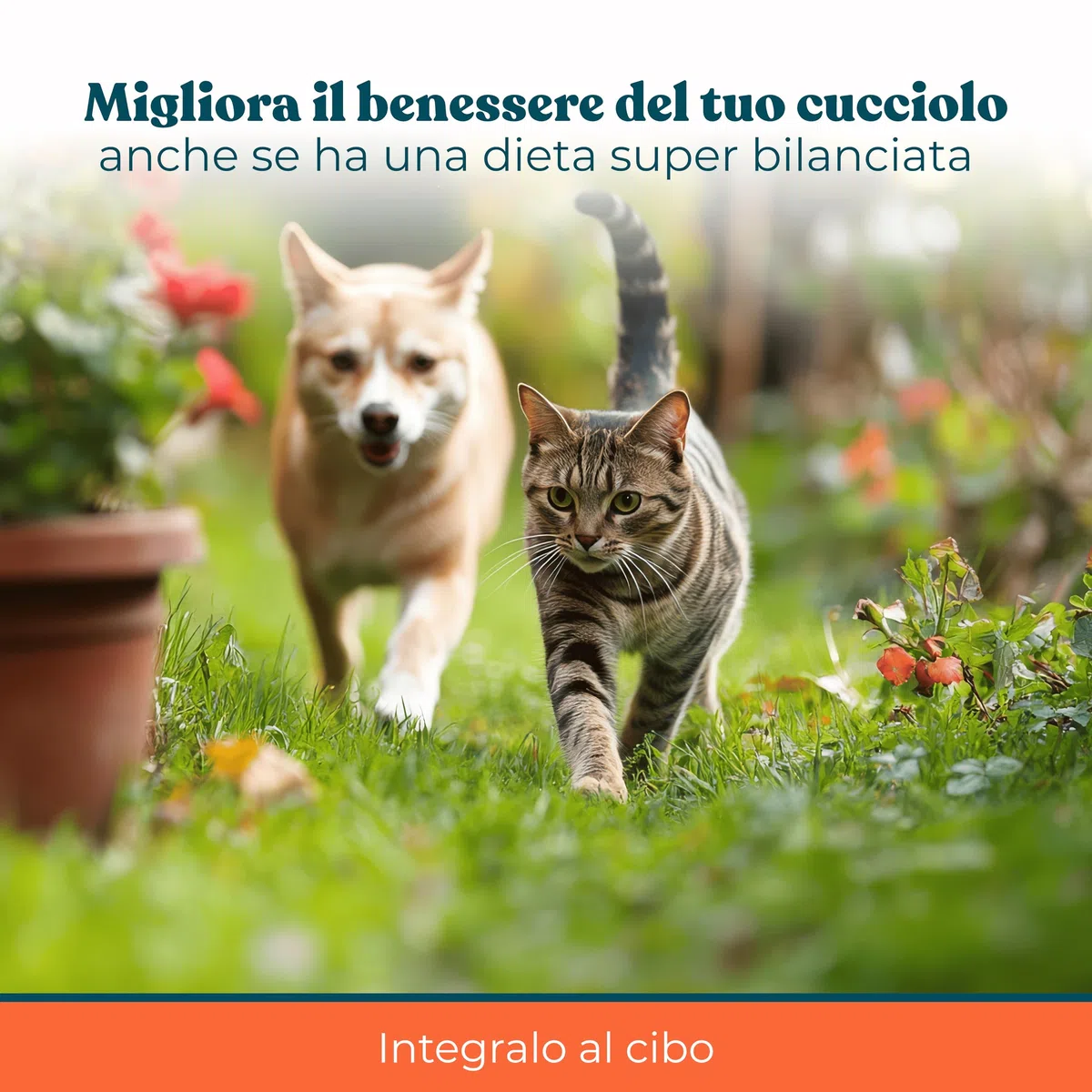 Olio di Salmone per Cani e Gatti 500 ml - Integratore Naturale Omega 3 e 6 per Pelo, Articolazioni e Sistema Immunitario