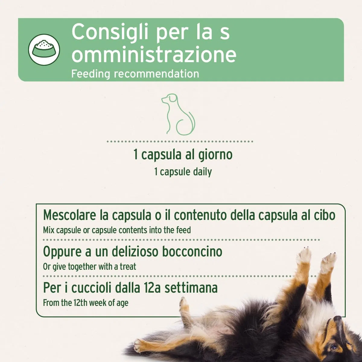 AniForte Protezione zecche per Cani 10-35 kg, 60 Capsule – Scudo Naturale Contro zecche e parassiti, Protezione antiparassitaria, antiparassitario e Repellente zecche