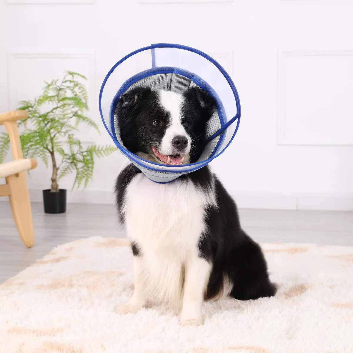 Collare Elisabettiano Cane Morbido, Collare Protettivo per Cani e Gatti, Collare a Cono Traspirante per Cani, Protettivo per Recupero Postoperatorio, Collare Anti Morso o Leccato (Gray, Size 7)