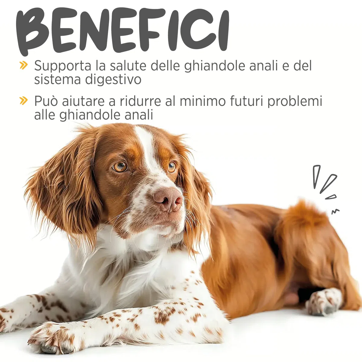 maxxipaws maxxiscoot Ghiandole Perianali e Apparato Digerente - Integratore per Cani, 140g