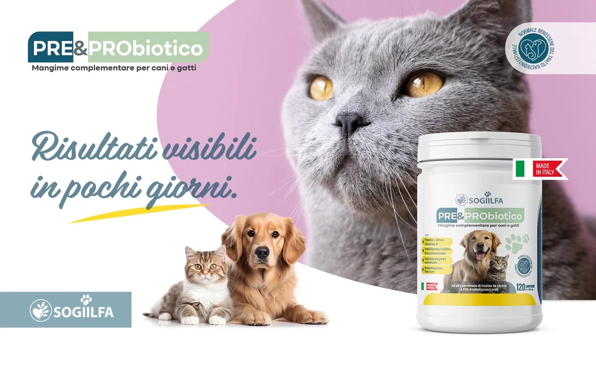 Fermenti lattici cani 120 pz probiotici per cani e gatti, probiotici per intestino con Enzimi digestivi vivi.Probiotico per cani e gatti naturale rilassante. Pastiglie cane per prurito e dermatite