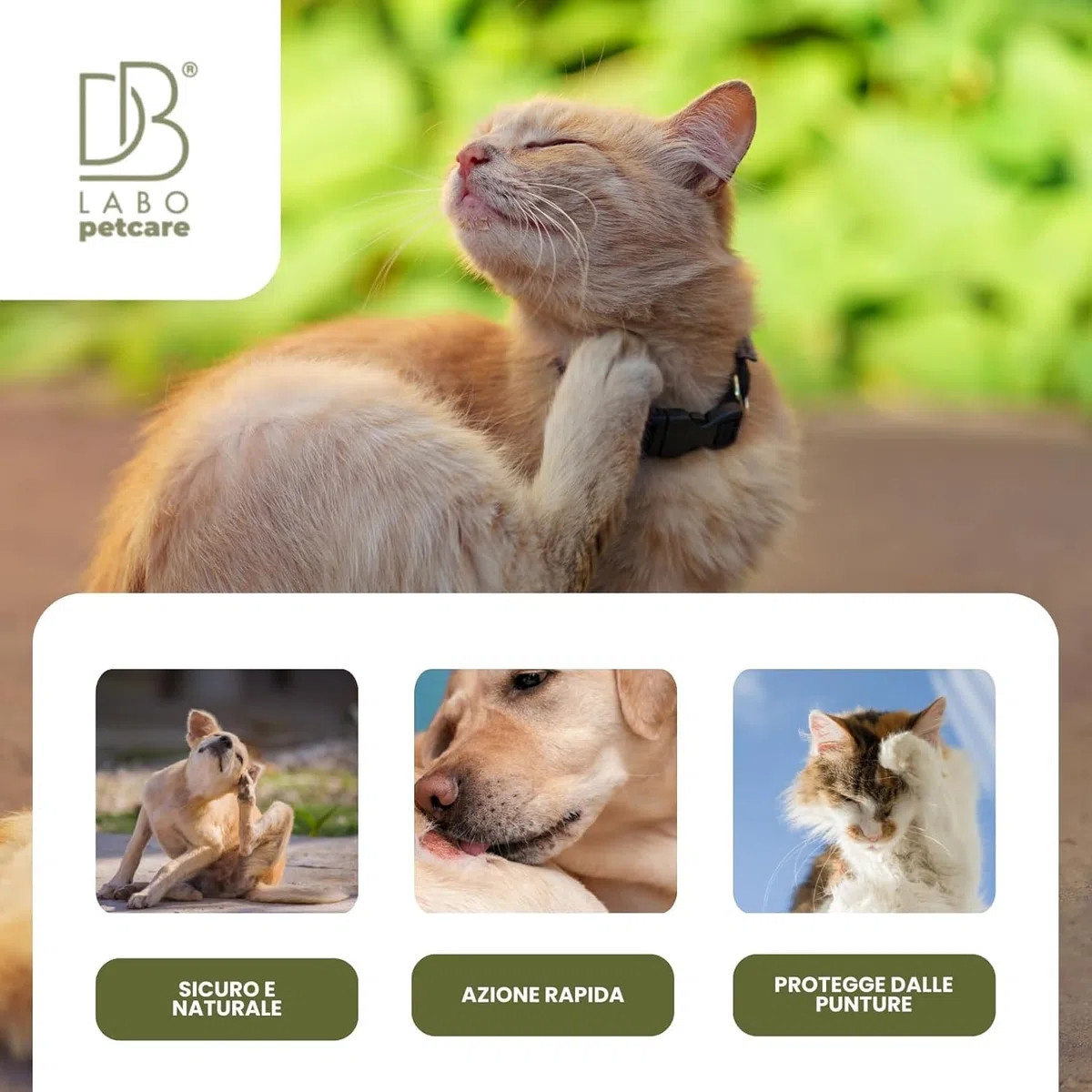 Spray Anti Prurito per Cani e Gatti 250ml | Lenisce Fastidio, Prurito e Dermatite Cane e Gatto | Formula Naturale a Base di Aloe Vera, Camomilla e Rosmarino | Sicuro, Vegan per Tutte Le età