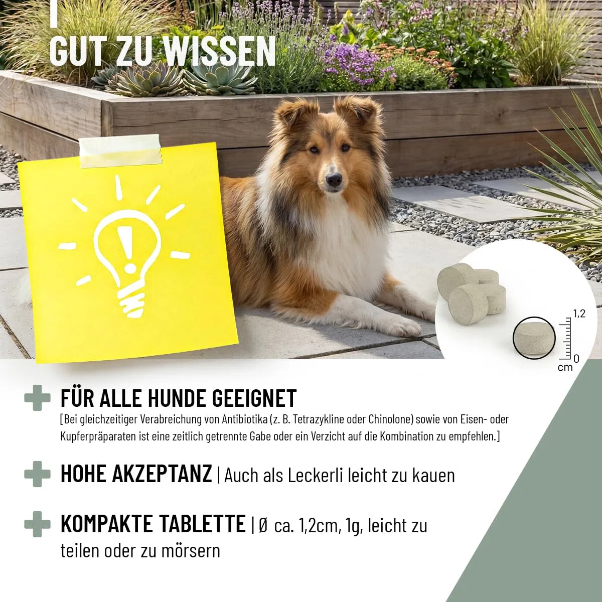 ReaVET 120 compresse di zinco per cani – ad alto dosaggio con vitamina C & E, compresse di zinco Plus vitamine per pelle secca, perdita di capelli, zinco cane per artigli e pellicce
