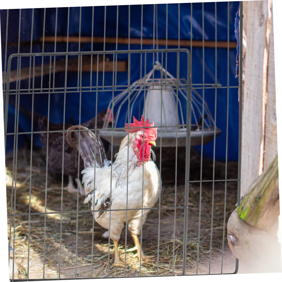 Porta per Gabbia Animale Domestico in Ferro Nero, Facile da Smontare e Stabile, per Cuccia per Cani e Gabbie per Criceti