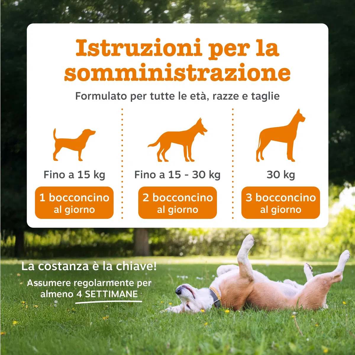 Zesty Paws Probiotici per Cani – Supporta Salute Intestinale, Digestione – con Pre, PRO e Postbiotici, Zucca e Semi di Lino – Equilibrio Digestivo – 90 Bocconcini