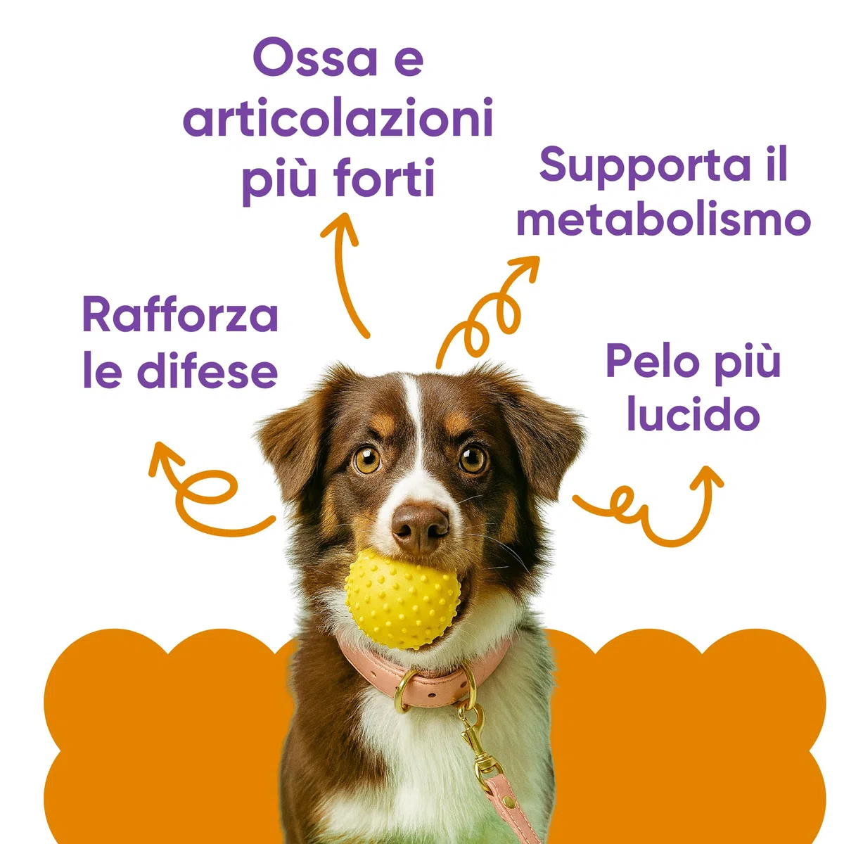 Integratore Multivitaminico Completo 11 in 1 | Integratore per Cani in Polvere (250g) | 20 Vitamine e Minerali e Moringa BIO | Senza Appetizzanti Animali | Dieta Casalinga | Made in Italy - WELLWOOF