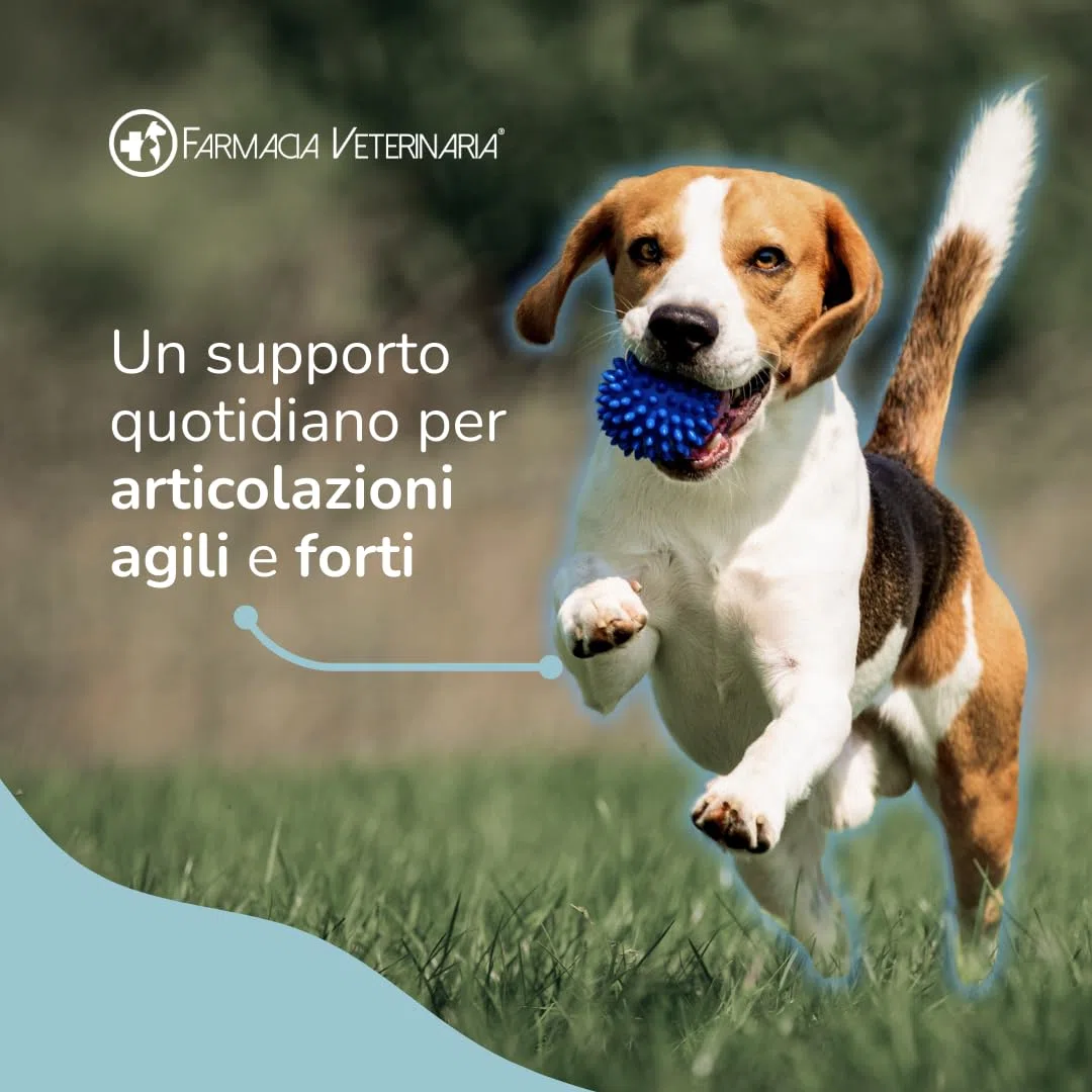 Farmacia Veterinaria Artiflex Integratore Cane Articolazioni in Polvere 500g - Condroprotettori Cane con Condroitina, Glucosamina, MSM, Vitamina C - Made in Italy
