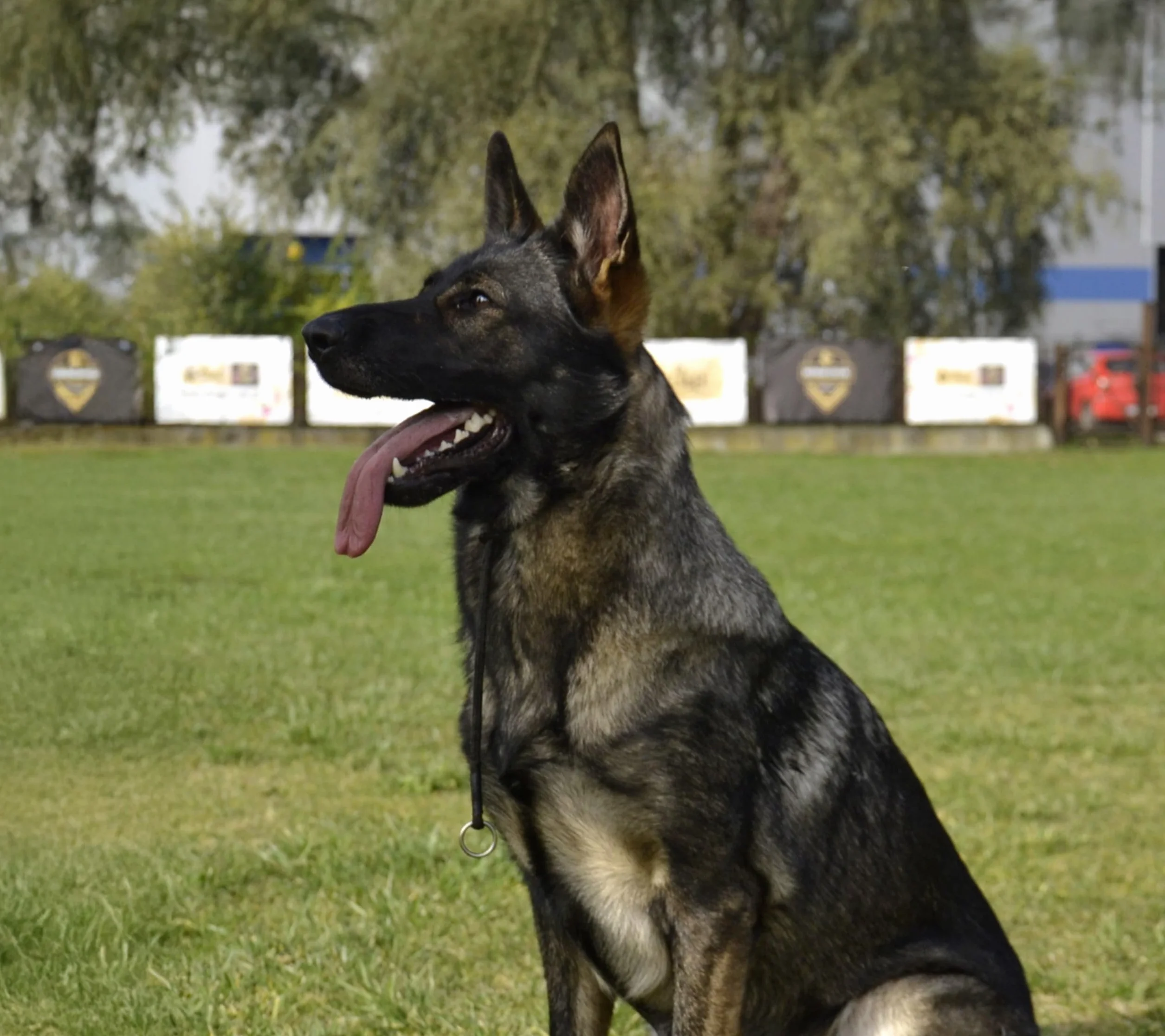 DINGO GEAR - Collare a strozzo per addestramento di cani, fatto a mano, con 2 limitatori, impermeabile - Nero L - S04049