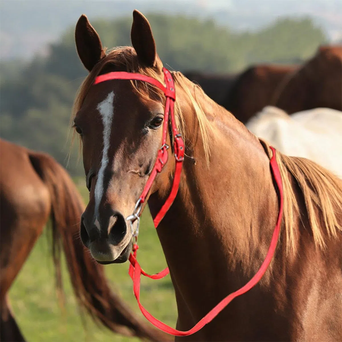 Briglia Per Cavallo - Testiera Per Briglia Da Equitazione, Redini Regolabili Antistrappo Per Adulti | Forniture Per Capezzina Per Filetto Equestre | Redini Rosse Con Doppia Fettuccia Per Uso A Lungo T