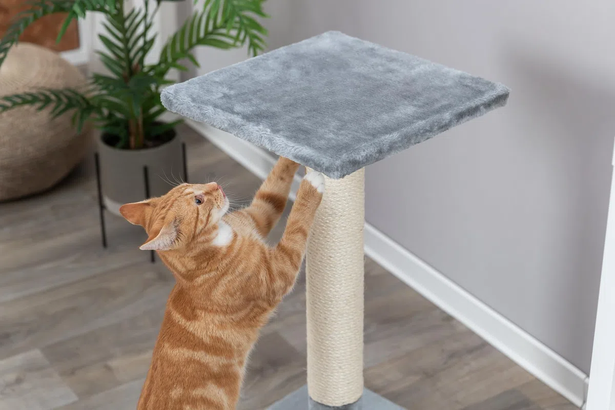 TRIXIE Tiragraffi Baena, 69 cm, grigio medio – 43371