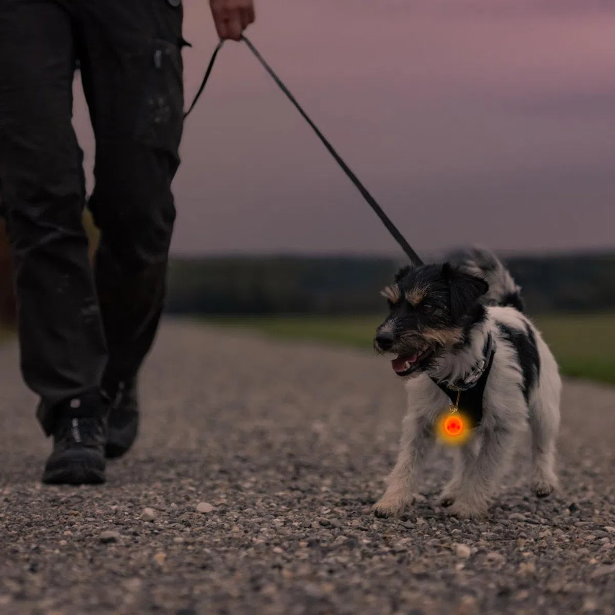 Ciondolo luminoso per cani: 14 pezzi di luce LED di sicurezza lampeggiante, 3 modalità di lampeggiamento, 7 colori di luce di sicurezza per animali domestici