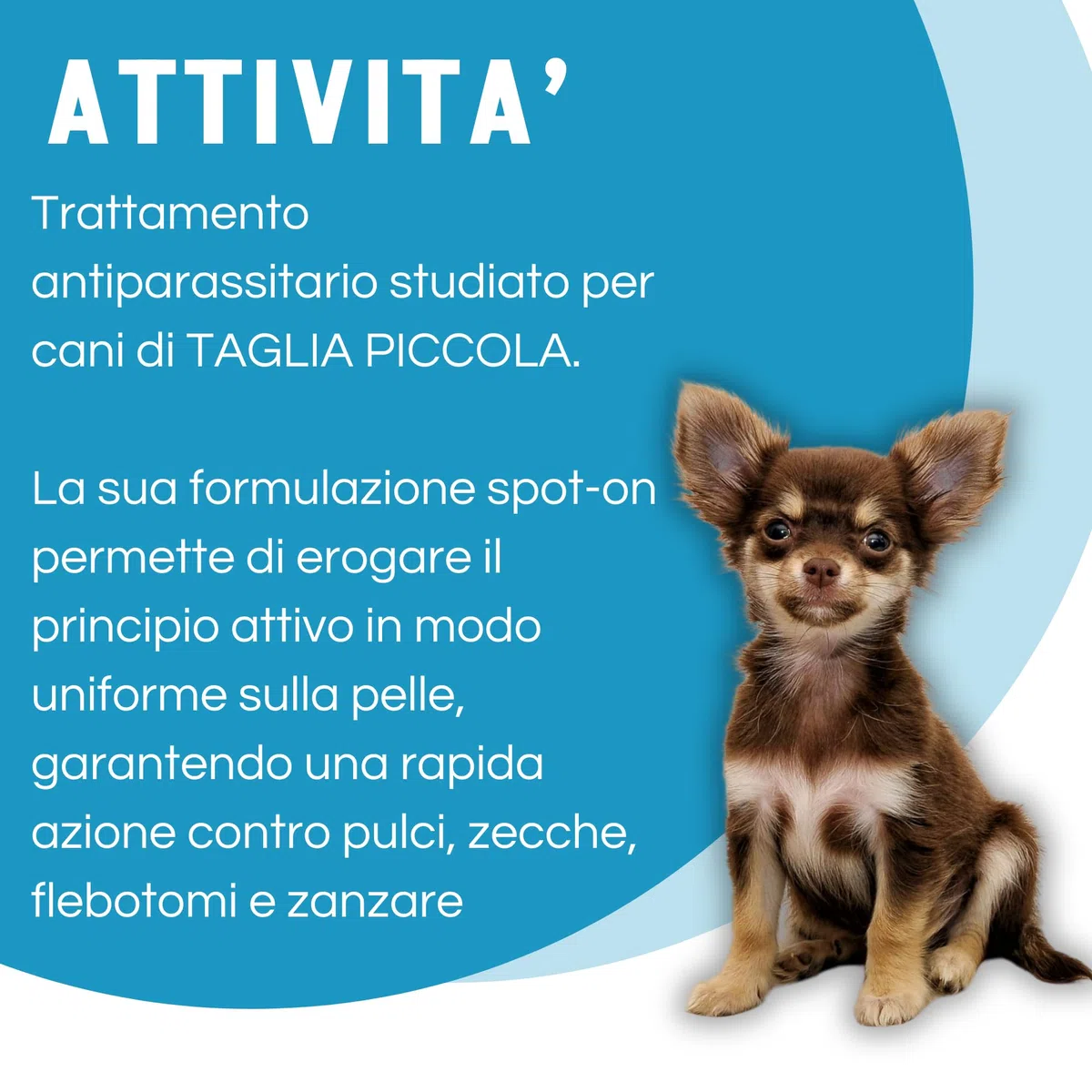 Ever 4 Pipette Antiparassitario Cani S (4-10 KG) - Spot-On per Pulci, Zecche, Flebotomi, Zanzare - Protezione Completa - Fialetta Antipulci Cane