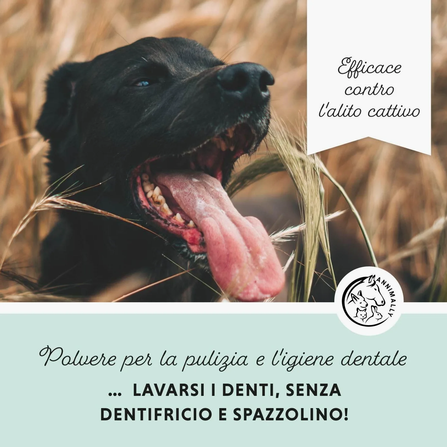 Polvere denti cane - Rimedio contro il tartaro per cani - Pulizia denti cane naturale particolarmente efficace per denti gialli, alito cane cattivo e placca (100 g)