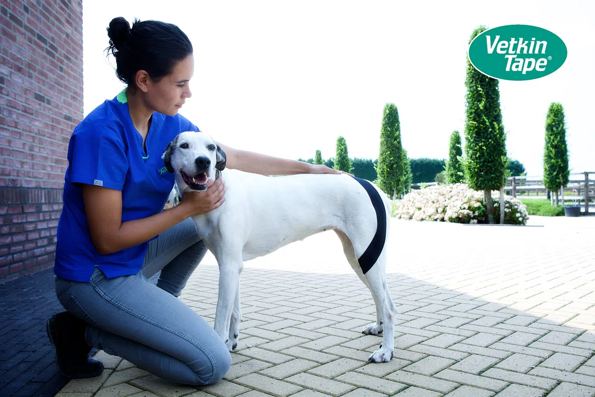 Vetkintape,2 rotoli 3 cmx5 m,nastro kinesiologico per cavalli equine/, migliorare la funzione muscolare, sostenere articolazioni e Segmental influenza