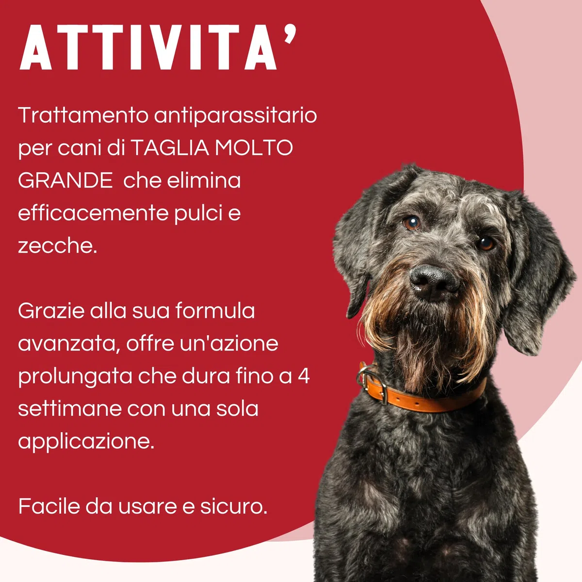 Pestigon Spot-On Pipette Antiparassitario Cani XL (40-60 kg) - Elimina Pulci e Zecche - Protezione 4 Settimane - Facile Applicazione - Antipulci e Antizecche Cane