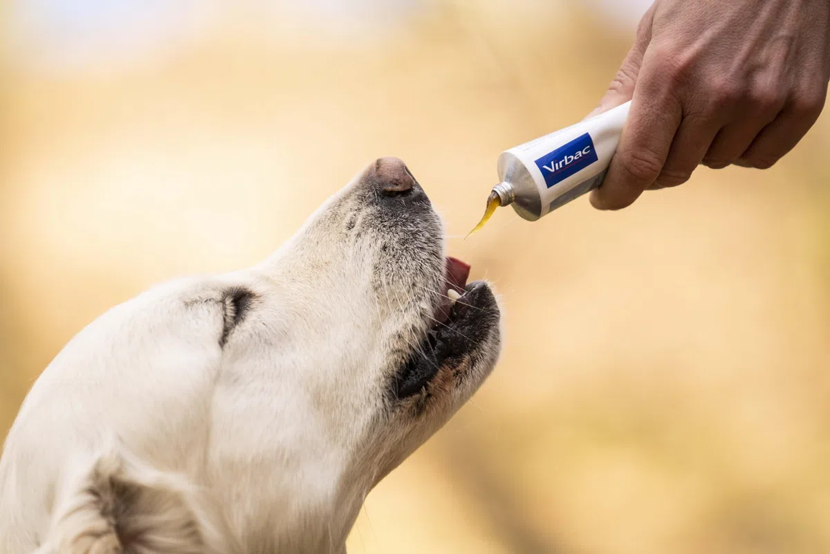Virbac Nutri-Plus Gel | 120 g | Alimento dietetico complementare per cani e gatti | Fonte di energia concentrata