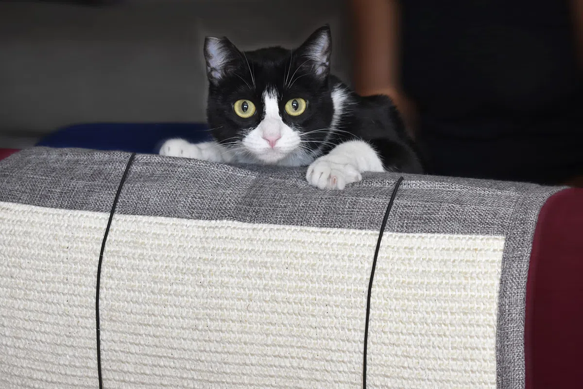 Tiragraffi divano per gatti con palline elastiche e tasche - Proteggi il divano dai graffi dei gatti - Affilacatene in sisal naturale per il divertimento dei tuoi amici felini