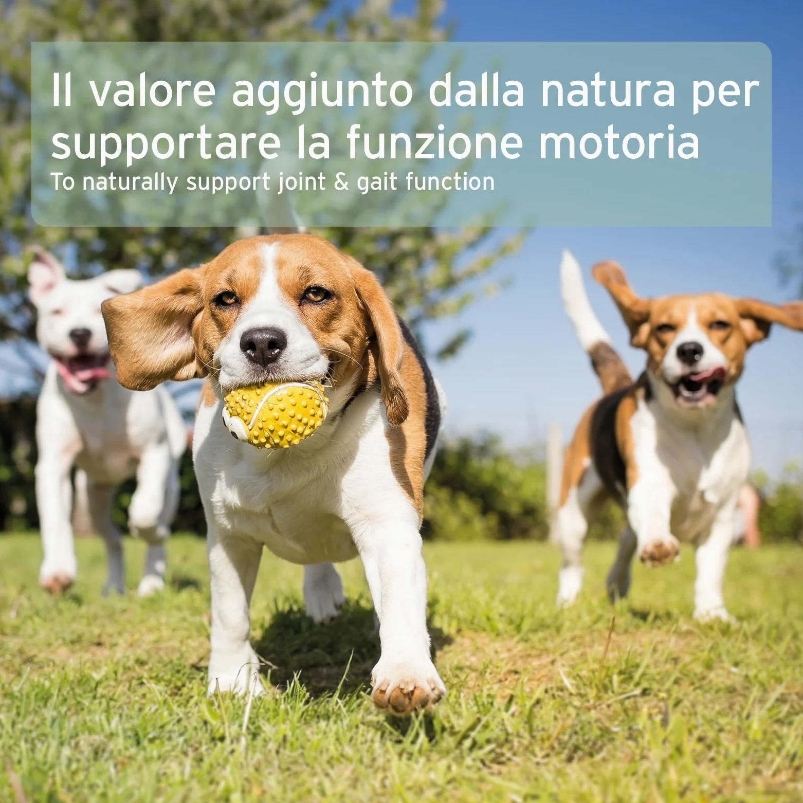 AniForte Polvere di cozze dalle labbra verdi per Cani e Gatti 100g - Polvere naturale di cozze dalle labbra verdi in qualità di grasso completo, glicosaminoglicani, supporta le funzioni articolari